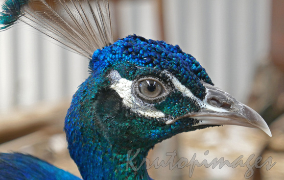 Peacock close up of head