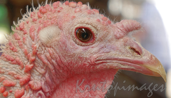 Turkey -closeup headshot skin details.