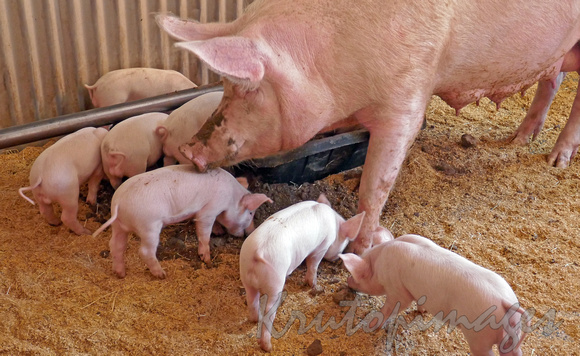 Pig with piglets in a pen