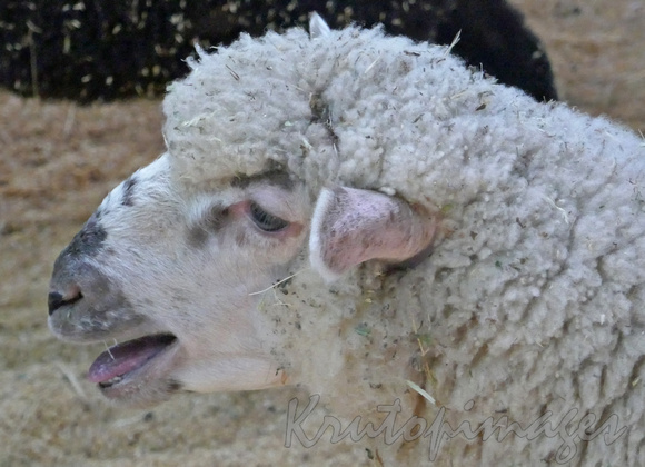 sheep bleeting