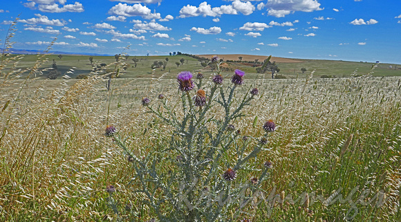Thistles-side of the road-NSW