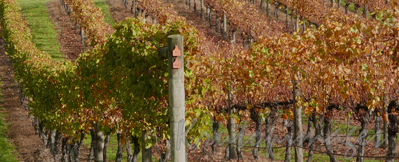 vines in autumn Yarra Valley