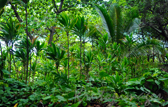 Tropical plantation and jungle