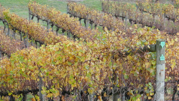 Autumn leaves on grapevines