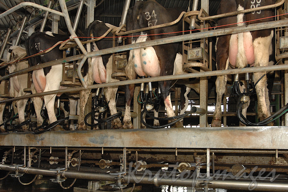 Rotary milking machinery with Friesian dairy cattle-2