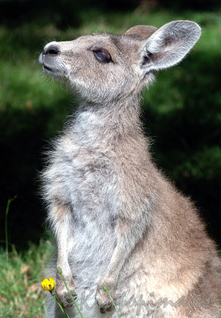 kangaroo-Young kangaroo or Joey smells the air sensing company
