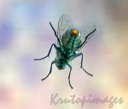common fly house fly on glass