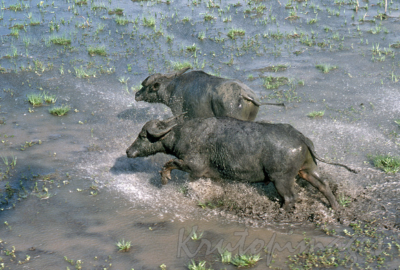buffalo wetlands run through the wetlands in the Northern Territory Australia