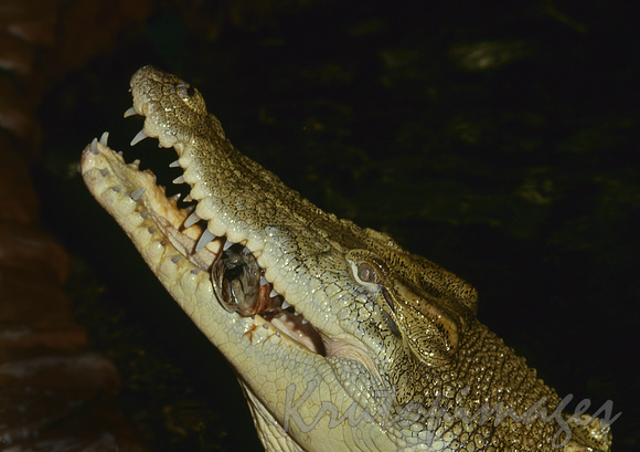 Saltwater Crocodile feeding in the wild Northern Territory.