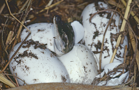 Saltwater Crocodile Hatching  in nest Humpty Doo Northern Territory, Australia-sc