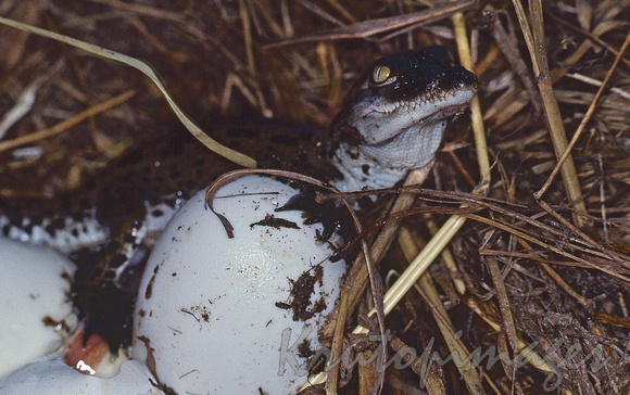 Saltwater Crocodile Hatching  in nest Humpty Doo Northern Territory, Australia-sc