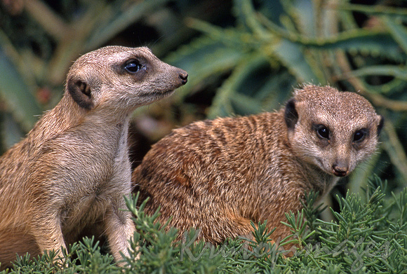 Meerkats in enclosure