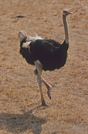 Ostrich full length walking