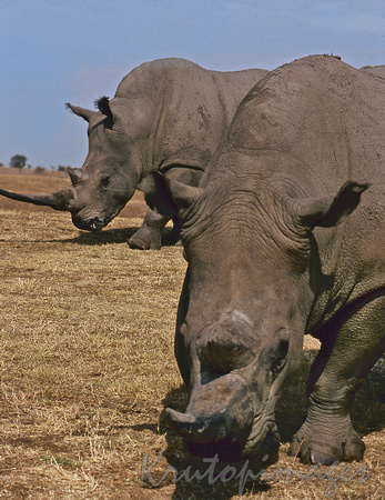 Rhinoceros grazing on open plain
