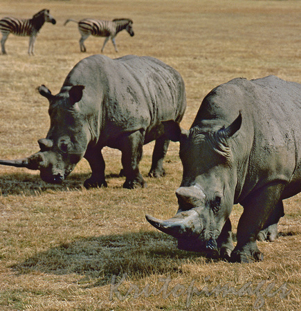 Rhinos & zebras on open plain