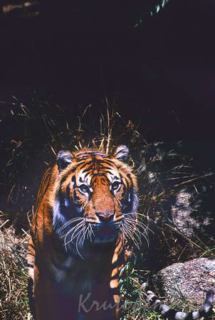 Tiger in bush