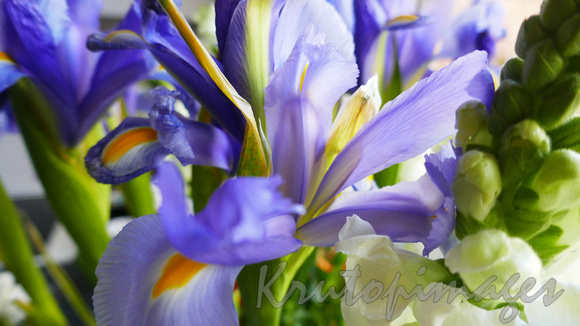 Iris- a floral bunch.