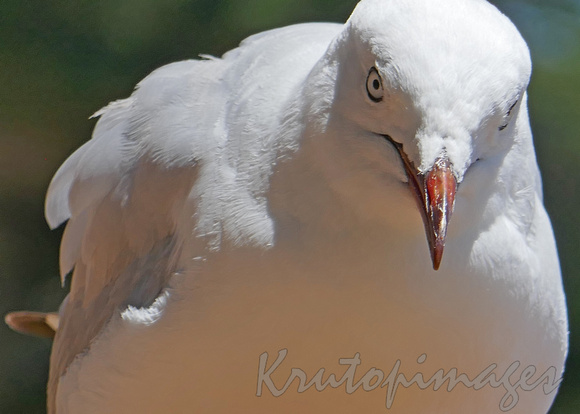 seagull up close