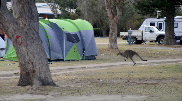 kangaroo with a joey in pouch passes through the beach site camping ground