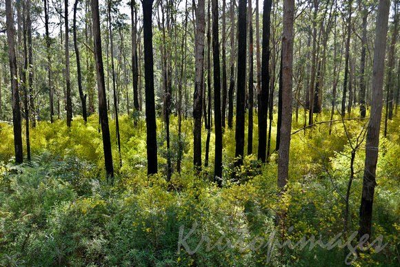Malacoota-Cann River district the state forests are brilliant with wattle colour and density but its a dangerous fire hazard-2