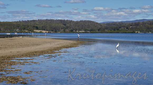 A white heron and a local fishing in the shallows near the oyster farms at Merimbula