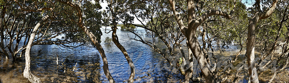 Meribula NSW mangroves from boardwalk