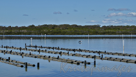 Oyster farm leases and wildlife at Merimbula New South Wales