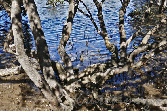 Mangroves and boardwalk at Mermbula-detail
