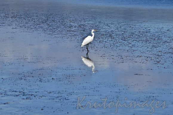 white heron wading in the shallows of rhw lake at Merimbula NSW