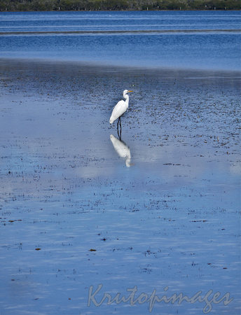 white heron wading in the shallows of rhw lake