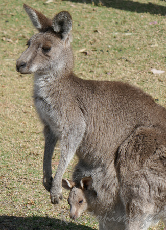 Kangaroo stands in a paddock with inquisitive Joey-in pouch NSW