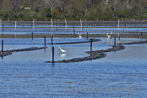 White herons wading-looking for food in the shallows of the oyster beds-Merimbula