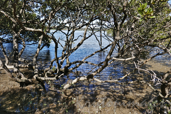 Mangrove foreshore at Merimbula boardwalk