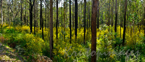 Malacoota-Cann River district the state forests are brilliant with wattle colour and density but its a dangerous fire hazard