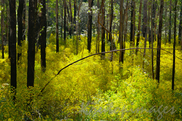 Malacoota-Cann River district the state forests are brilliant with wattle colour and density  a dangerous fire hazard