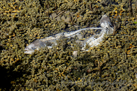 dead fish Merimbula mangrove boardwalk