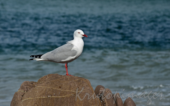 Seagull sitting on a rocky outcrop at Pambula Beach NSW