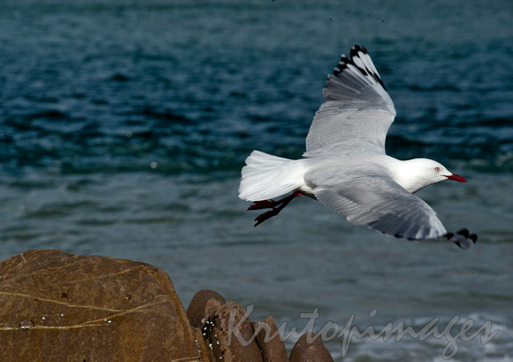Seagull leavs a rocky outcrop on the Saphire Coast Pambula