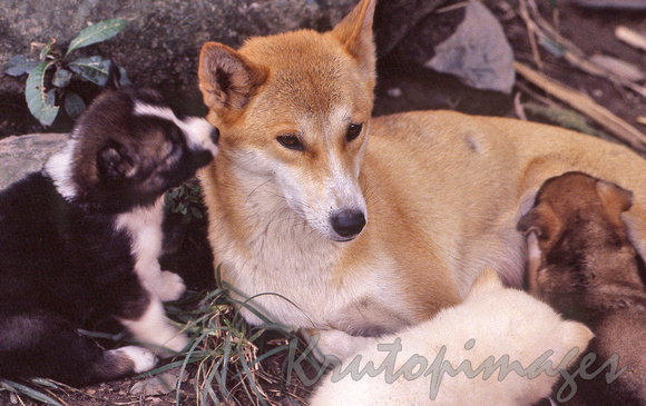 dingo mum with her playful pups