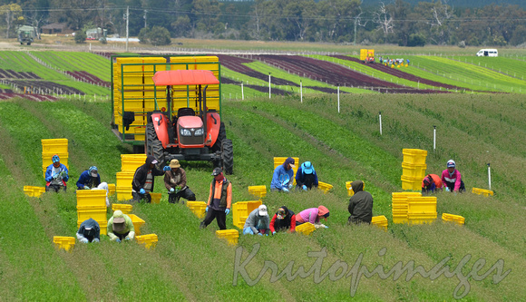 Harvesting- Itinerant workers in the field