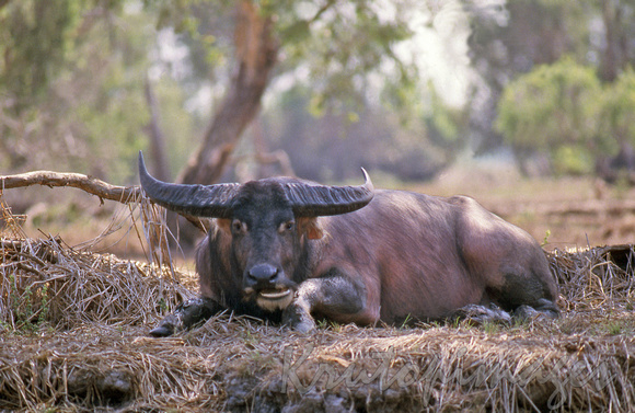 A Wild buffalo bellows at a disturbance whil'st resting on a bank in the Northern Territory-sc