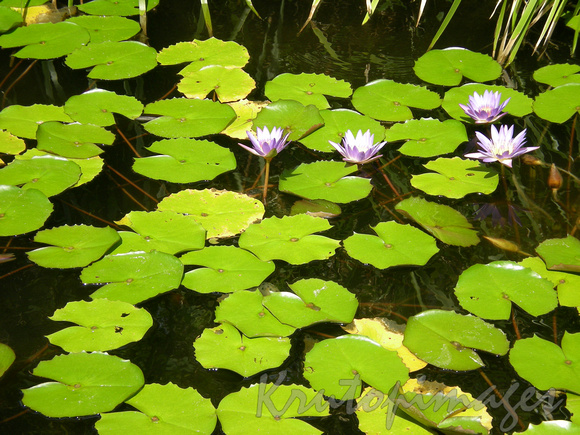 Lillies on pond