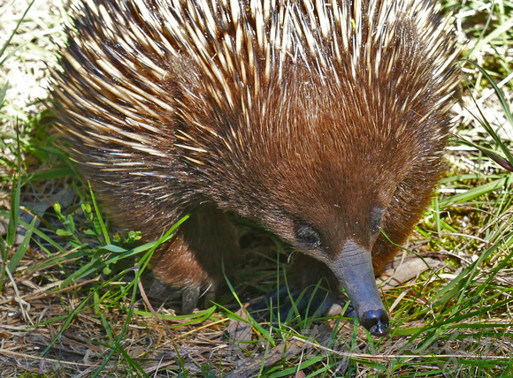 echidna meanders through the bush undergrowth.  The Echidna is one of only three egg laying mammals on the planet, another is the platypus and both are generic to Australia.