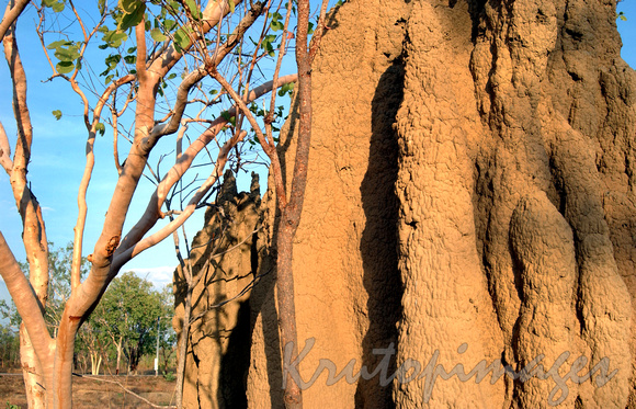 Termite nest and Gumtree in the Northern Territory Australia
