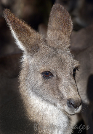 Kangaroo head close up