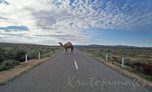 Camel Crossing outback New South Wales