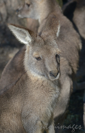 kangaroo -grey part of a mob