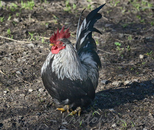 Rooster in backyard rural Victoria