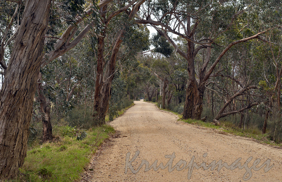 Bush road Victoria Australia.
