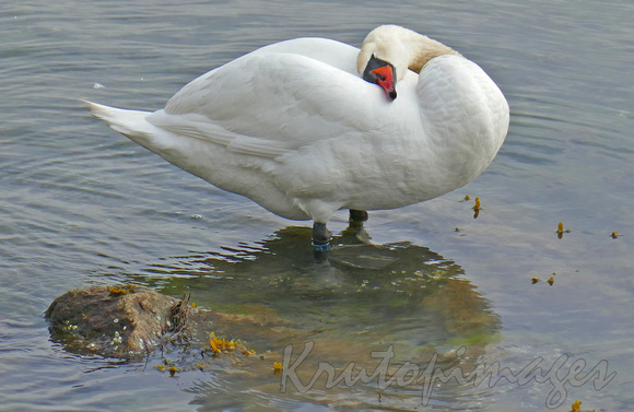 White Swan standing in water preening